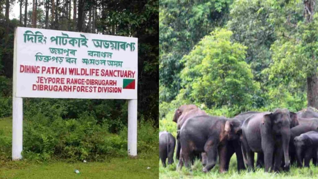 Dehing Patkai Wildlife Sanctuary