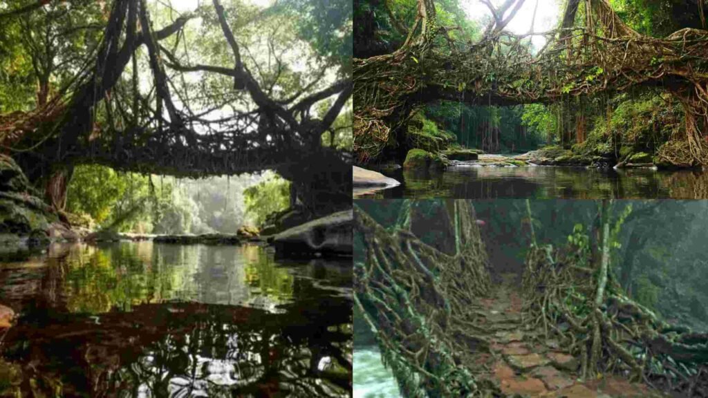 Living Root Bridge: One of the places to visit near Guwahati