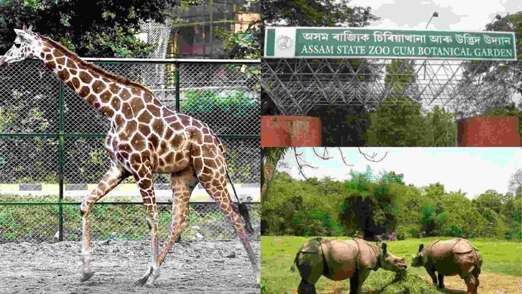 Assam State Zoo, you should visit there for fun